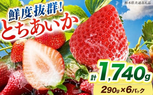 [期間限定] 鮮度抜群とちあいか 290g×6P 先行予約【栃木県共通返礼品】｜栃木県産 矢板市産 フルーツ スイーツ デザート 果物 果実 産地直送 栃木県 矢板市