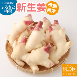 【先行受付】新生姜３kg 【R01549】