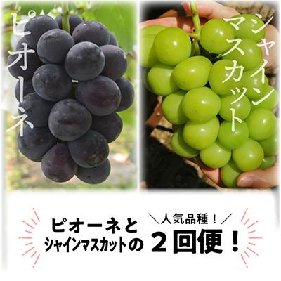 ふるさと納税 真庭市 【発送月固定定期便】ピオーネとシャインマスカットの満足便! 各大2房入/1.3kg(岡山県産)全2回