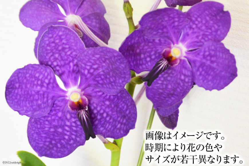 希少な花 「華やかな恋」の予感 翡翠蘭(バンダ) 切り花5本セット_イメージ2