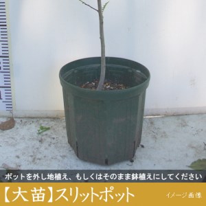 訳あり＜すだ農園＞3年生 苗木◇柑橘類 キンカン(金柑)[スリットポット苗 2021年]　※北海道、沖縄、離島への配送不可