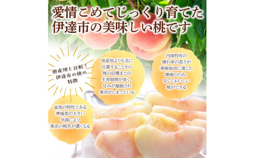 福島の桃 さくら白桃2kg（4～7玉） 【あかい果樹園】 2025年出荷分 先行予約 フルーツ 果物 もも モモ momo  桃 デザート くだもの 果実 食品 F20C-911