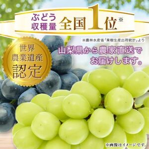 【2024年先行受付】農園直送!濃厚シャインマスカット　約1kg(1～2房入り) ふるさと納税【配送不可地域：離島・沖縄県】【1299620】