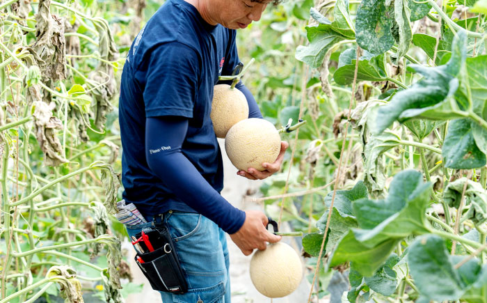 ゴールデンパールメロン1.3kg×2玉 島根県松江市/有限会社安藤農園 [ALID011]