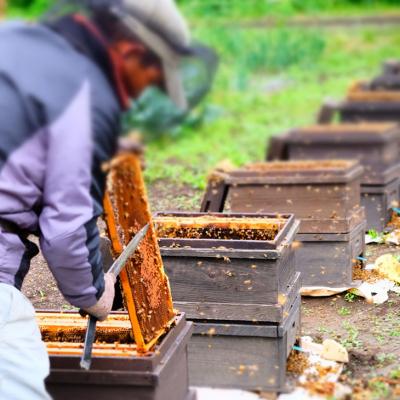 ふるさと納税 小郡市 はちみつ 国産 天然 純はちみつ れんげ 500g[No5354-0338] |  | 01