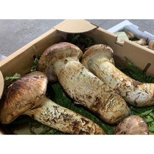 【和歌山産】～香りそのまま真空パック～高級・希少 高野松茸　300g(極:★★★)_野菜 松茸 きのこ まつたけ マツタケ_【配送不可地域：離島・北海道・沖縄県】【1340772】