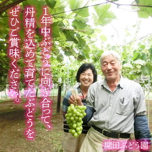 【2025年9月より順次発送】シャインマスカット 約4kg（5～10房）【茨城県共通返礼品/石岡市】【葡萄 ぶどう マスカット フルーツ 果物 くだもの 茨城県 30000円以内 3万円以内】（IT-