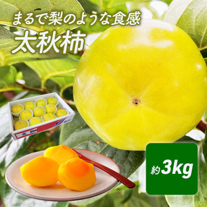 まるで梨のような食感　太秋柿（たいしゅうがき） 果物類 先行予約 