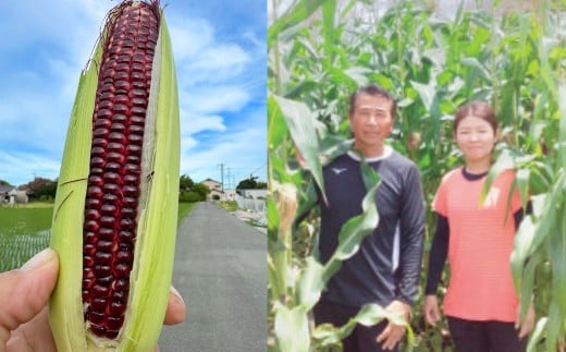 F4 アッキーファーム スイートコーン収穫体験（スイートコーン10本込み）