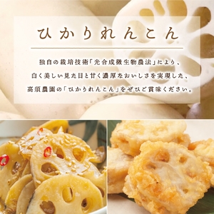 夏だけの味！「新ひかりれんこん」ギフト2kg (AMサイズ) 化粧箱入 [1742]