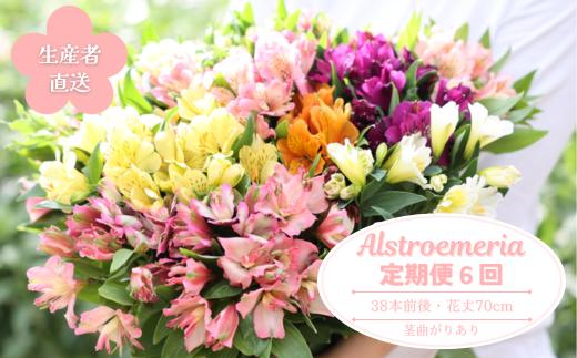 定期便６回便　切り花 アルストロメリア【生花・多少の茎曲がり有　花丈70cm・35本前後】（KS-T505）