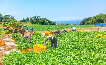 【先行予約 2024年6月より順次配送】はねっ娘枝豆 1.5kg（300g×5袋） えだまめ エダマメ お取り寄せグルメ 豆 おつまみ えだ豆 直送 朝採り こだわり 極上 濃厚 かながわブランド