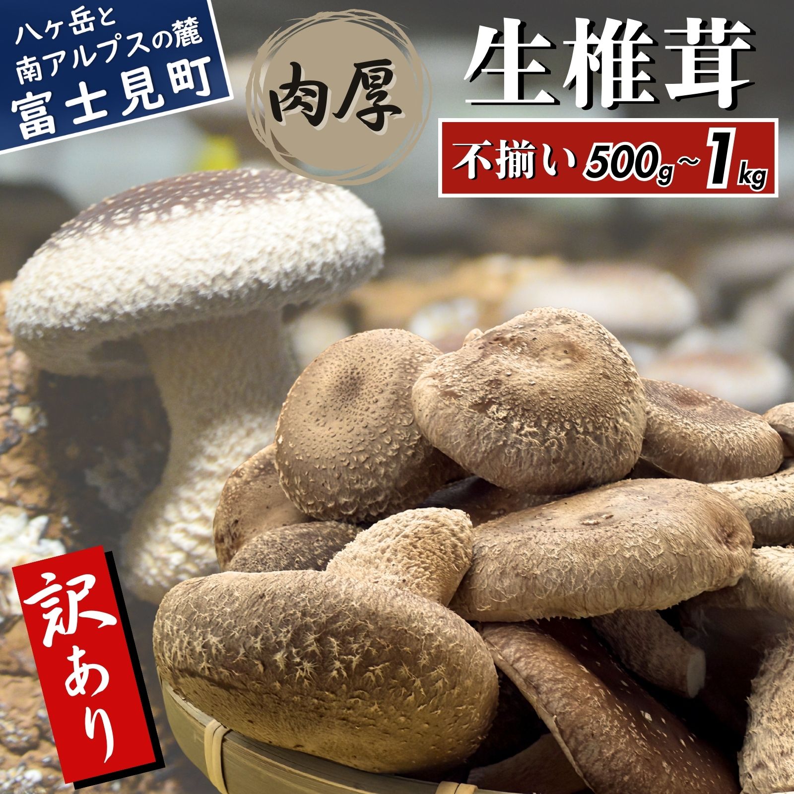 【ふるさと納税】 訳あり 肉厚 生しいたけ 500g～1kg 八ヶ岳山麓育ち 国産 朝採れ 安心安全 農薬不使用 ハウス栽培 芳醇な香り 形不揃い 椎茸 信州 送料無料
