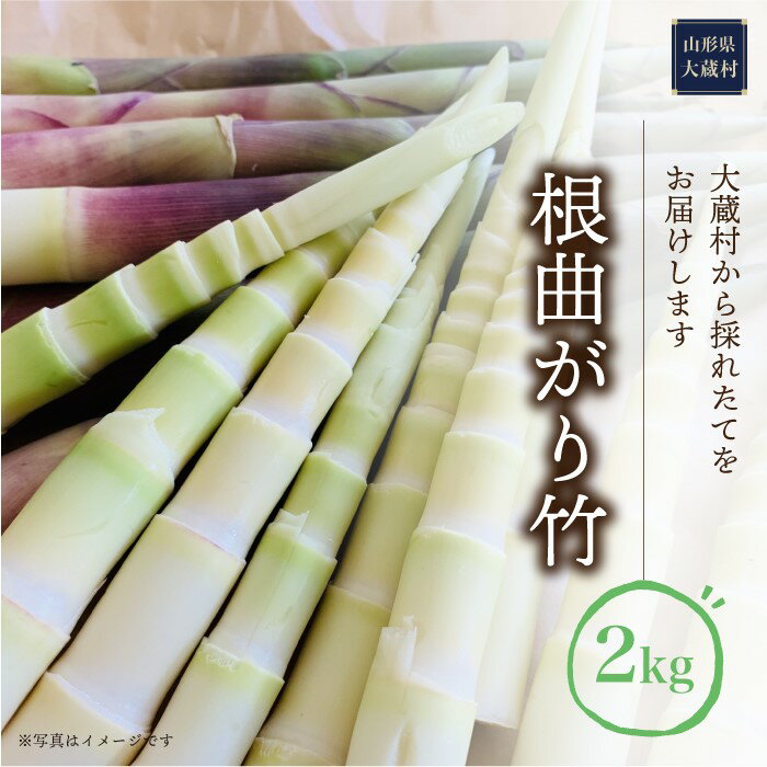 【ふるさと納税】根曲がり竹　約2kg