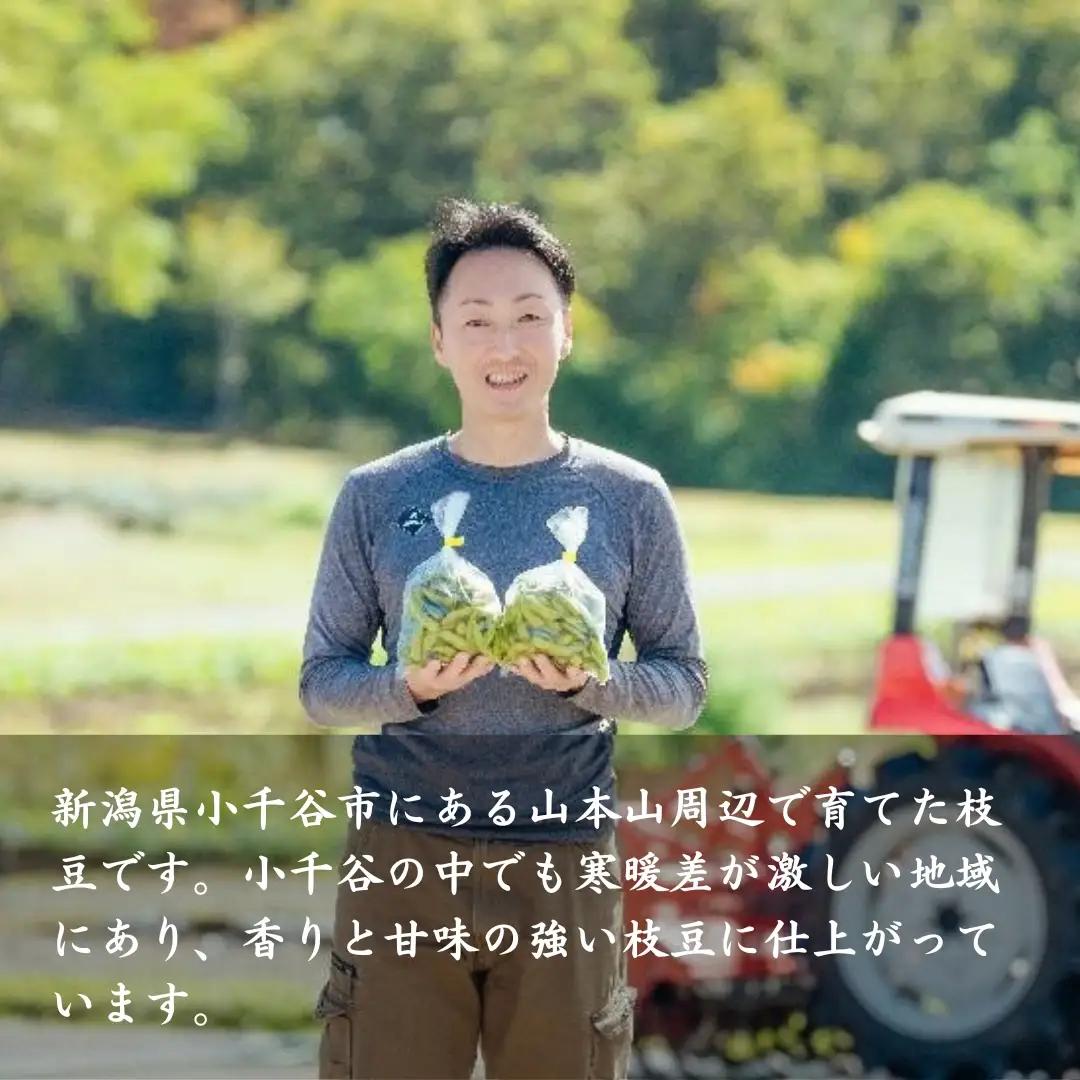 小千谷産枝豆 約1.8kg 農園つなり| 枝豆 品種おまかせ