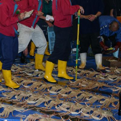 ふるさと納税 北栄町 鳥取県産タグ付きボイル松葉ガニ特大1枚(900g〜1kg) |  | 02
