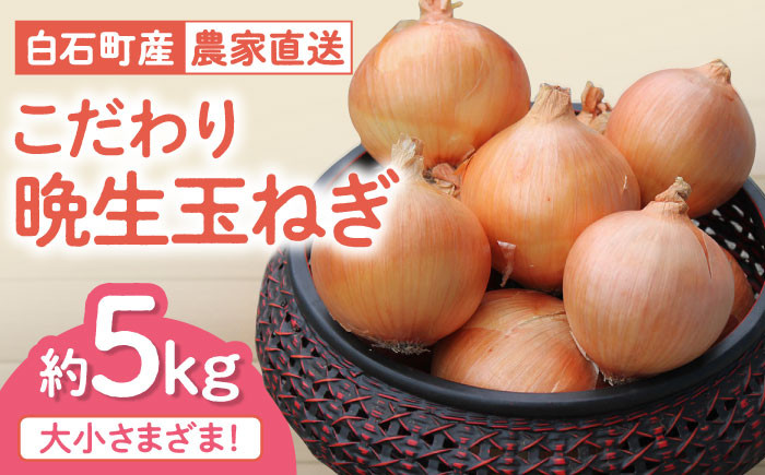 
                  【農家直送！】こだわり 晩生 玉ねぎ 約5kg【一ノ瀬農園】2026年産 玉葱 たまねぎ タマネギ オニオン 野菜 香味野菜 佐賀県 白石町 白石 しろめし町 [IBQ010]
                