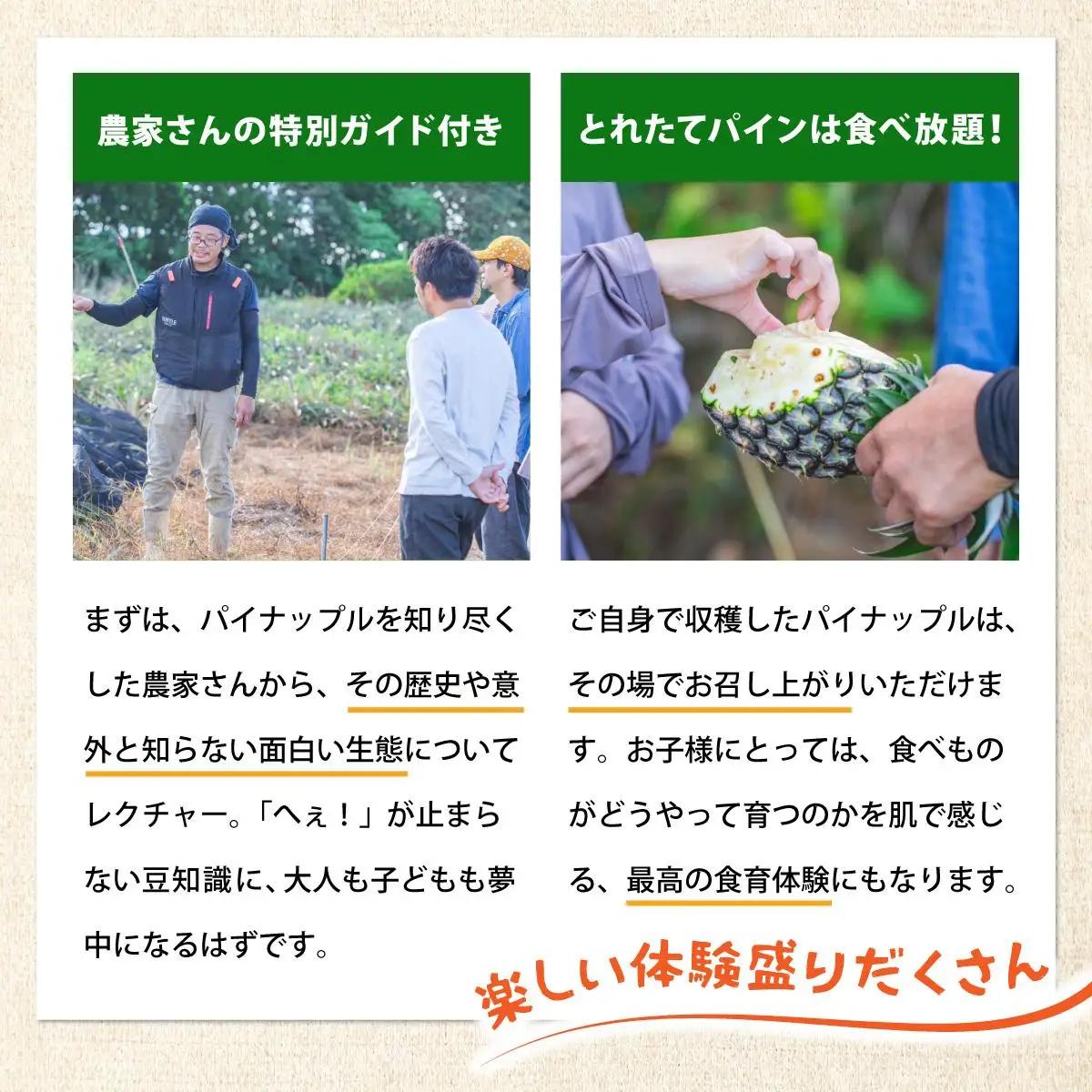 パイン収穫体験参加クーポン