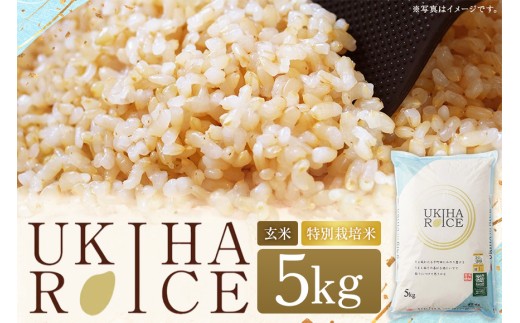 【ふるさと納税】玄米 ひのひかり UKIHA RICE 5kg 特別栽培米 ヒノヒカリ 令和7年産 米 こめ ご飯 コメ ごはん ヘルシー 送料無料 国産 国産米 福岡 返礼品 お弁当 家庭用 ギフト プレゼント 仕送り お取り寄せ うきは市 株式会社みずほファーム