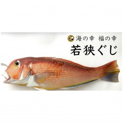 ふるさと納税 小浜市 若狭物の代名詞・大型若狭グジの一塩一尾姿のまま
