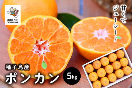 《 先行予約　2025年12月中旬頃〜1月中旬頃順次発送 》 種子島産ポンカン約5kg （24玉～30玉）【南種子町果樹部会】