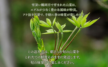 【令和7年発送】山菜おまかせセット（5種以上）　計600g以上　こしあぶら、タラの芽、水ふき等　グレイスファーム