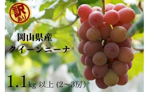 【2026年先行予約】岡山県産 【訳あり】 クイーンニーナ 1.1kg以上（2～3房）産地直送 朝採れ / ぶどう 葡萄 先行予約 フルーツ 真庭市【kgftmt018-02】