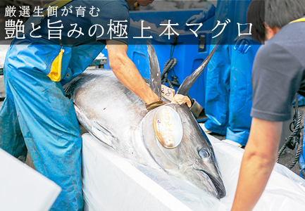 【高知県大月町産】うみのファーム お刺身用本まぐろ 中トロ 300ｇ