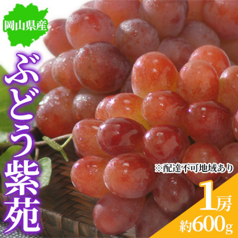 【ふるさと納税】ぶどう 2026年先行予約 紫苑 1房 約600g 岡山県産 お届け 11月上旬～11月下旬　お届け：2026年11月上旬～2026年11月下旬