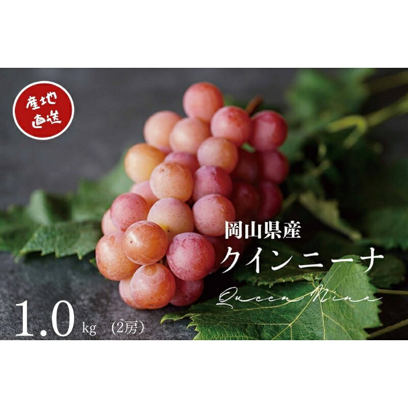 【ふるさと納税】 厳選ぶどう 岡山県産 クイーンニーナ 1.0kg以上（2房） 産地直送 朝採れ新鮮！ 2025年8月25日より順次発送 【配送不可地域：離島・沖縄県】ぶどう ブドウ 葡萄 クイーンニーナ フルーツ 果物 岡山 真庭市 甘い 希少 珍しい 新鮮 樹上完熟【1394541】