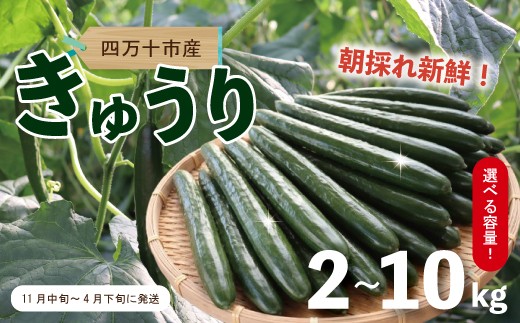 
                  【選べる 容量】四万十市産 きゅうり 2kg 5kg 10kg 朝採れ 新鮮 野菜 やさい 高知県産 国産 胡瓜 キュウリ みずみずしい 産地直送 お取り寄せ 旬 ハウス栽培 農家直送 高知県 高知 四万十市 四万十 しまんと【発送時期：11月中旬～4月下旬】
                