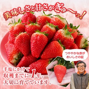 a10-421　いちご 静岡 限定 「 きらぴ香 」約1.1Kg 計4パック