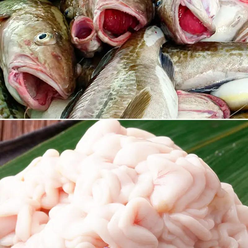 《先行受付》真鱈 【オス】 5kg 天然 漁師直送（配送期間 11月上旬～2月下旬）マダラ タラ 高級魚 たら まだら 魚
