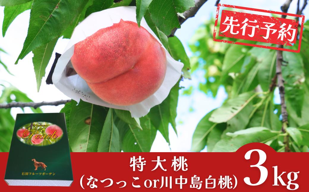 
                  先行予約 特大桃 3kg [2026年発送分] 令和8年産 白桃 なつっこ 川中島白桃 新潟フルーツ 新潟県産 モモ 贈答用 [石田フルーツガーデン] もも【022S054】
                