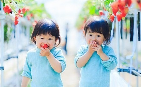 和だや『古都華』２６０×２パック【大粒】