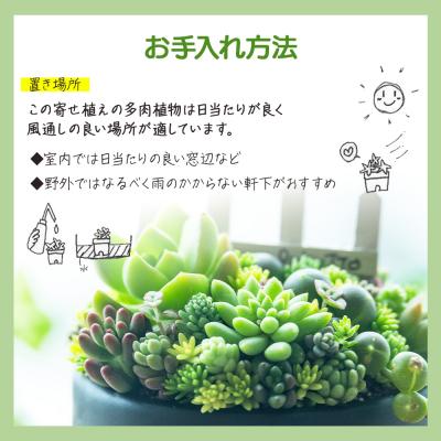 ふるさと納税 香南市 多肉植物 Mサイズ 多肉 寄せ植え 1個 pk-0005 |  | 03