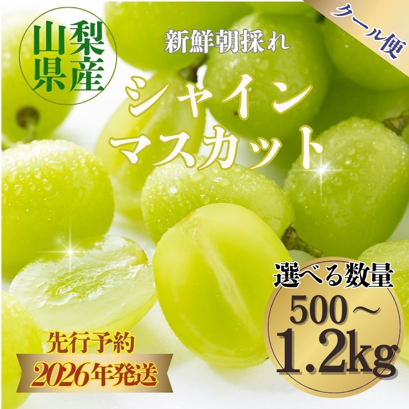 【ふるさと納税】【2026年先行予約】朝採れ 山梨県産 シャインマスカット 数量選べる仕様|| 1房 500g以上　2房 1.2kg以上 | 【冷蔵】山梨県産 フルーツ 予約 【数量限定】 送料無料 山梨 ぶどう シャイン やまなし 先行予約