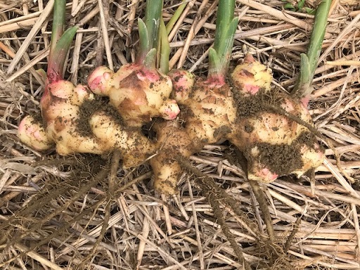 【先行受付】自然農 新生姜１kg（自然のままの土付き）皮まで食べられる 甘酢漬け ガリ ショウガ【R00216】