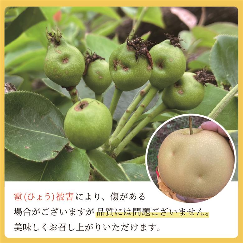 Q1【やなファーム】二十世紀梨 5kg