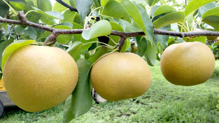 【先行予約】 茨城県産 梨 恵水 約5kg 6玉～12玉 (茨城県共通返礼品 かすみがうら市) (2024年9月中旬発送開始) 産地直送 久保田果樹園 フルーツ 甘い 直送 茨城 限定 ギフト 梨 恵