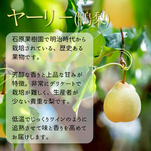 ヤーリー (鴨梨) 11～13玉 約4kg 化粧箱【先行予約 2025年11月中旬から順次発送】