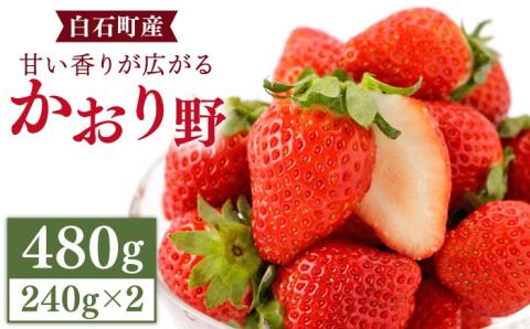 【先行予約】甘い香り広がる！ かおり野 240g×2パック /いちご 苺 イチゴ 白石産 佐賀産いちご 良い香り イチゴ かおりの【StrawberryFarm-K】 [IBJ003]