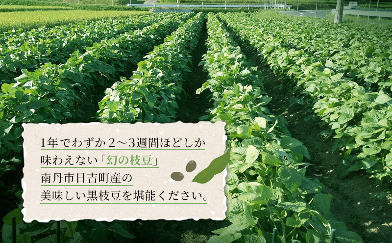 丹波黒枝豆　1kg（枝付き）×2 | 野菜 えだまめ えだ豆 おつまみ 京都府 南丹市