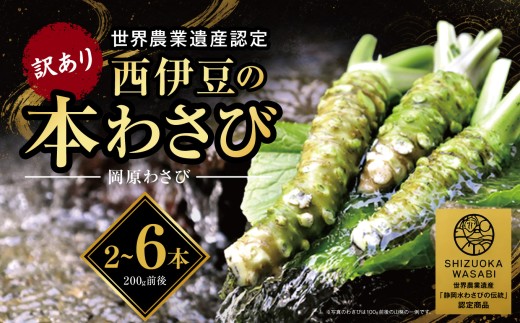 【世界農業遺産認定】訳あり 無農薬 本わさび 2～6本【12月・1月除く】 生わさび 西伊豆 伊豆 天城山 清流 岡原わさび 冷蔵 わさび 刺身 さしみ ステーキ 薬味 わさび丼 ギフト お歳暮 お中元 数量限定 季節限定 サイズ不揃い 規格外 大小混合