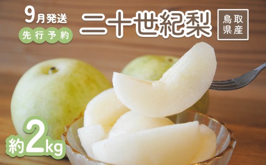 【2026年 先行予約】二十世紀梨 2kg 進物用｜鳥取 山根農園 梨 2026年収穫後 9月頃～順次発送予定※着日指定不可【41063】
