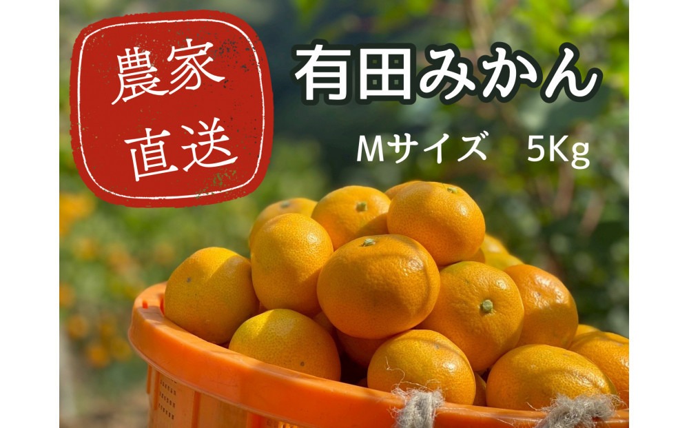 有田みかん M 5kg 贈答用 乳酸菌栽培  CX028