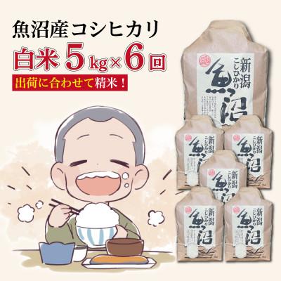 ふるさと納税 十日町市 【毎月定期便】魚沼産コシヒカリ【精米】5kg全6回