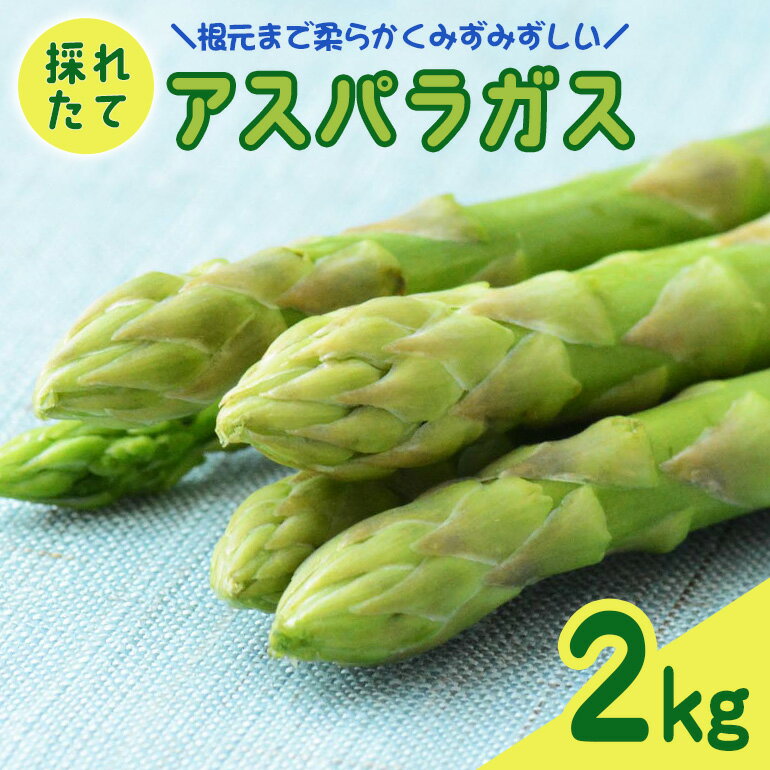 【ふるさと納税】 先行予約 アスパラガス 2kg 野菜 採れたて 新鮮 アスパラ 産地直送 国産 茨城県 那珂市 【2026年5月～9月に順次発送予定】