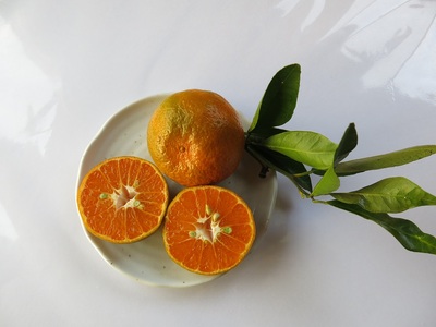 先行予約【訳あり 無農薬】みかん３種（計３kg）おまかせ食べ比べセット　お楽しみ 柑橘 フルーツ【R00241】