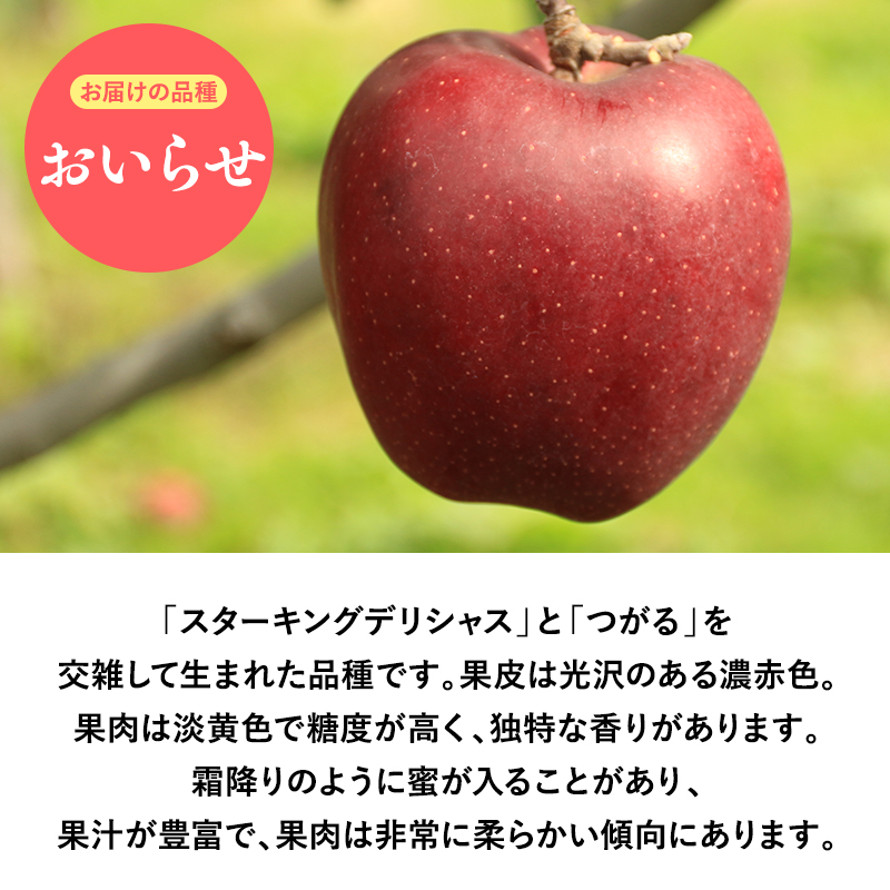 １０月・１１月発送　贈答用おいらせ5ｋｇ　【そと川りんご園・１０月・１１月・青森県産・平川市・りんご・おいらせ・5ｋｇ・贈答用】